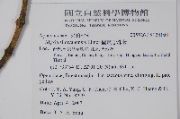 蘭嶼念珠藤藏品圖，第2張