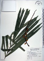 山棕藏品圖，第1張