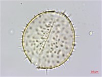 山棕藏品圖，第2張