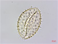 山棕藏品圖，第4張