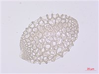 臺灣百合藏品圖，第1張