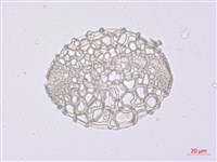 臺灣百合藏品圖，第2張