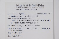 尖尾鳳、馬利筋藏品圖，第2張