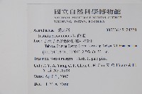 爵床藏品圖，第2張