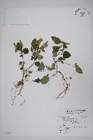 卵葉鱗球花藏品圖，第1張