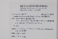 卵葉鱗球花藏品圖，第2張