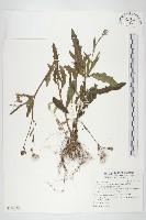 饑荒草藏品圖，第1張