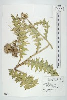 白花小薊藏品圖，第1張