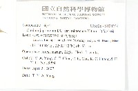 白花小薊藏品圖，第2張