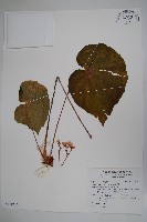 蘭嶼秋海棠藏品圖，第1張