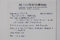 蘭嶼秋海棠藏品圖，第2張