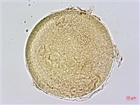 蘭嶼芭蕉藏品圖，第1張