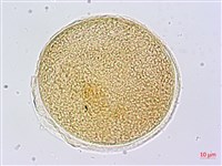 蘭嶼芭蕉藏品圖，第2張