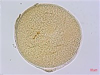 蘭嶼芭蕉藏品圖，第3張