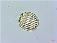 金不換、金牛草藏品圖，第2張