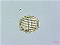 金不換、金牛草藏品圖，第3張