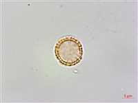 蘭嶼千金藤藏品圖，第1張