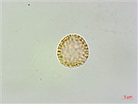 蘭嶼千金藤藏品圖，第2張