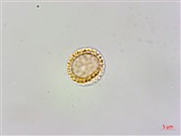 蘭嶼千金藤藏品圖，第3張