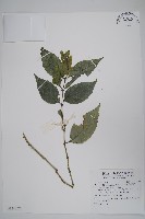 直立半插花藏品圖，第1張