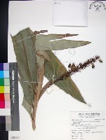 蘭嶼法氏薑藏品圖，第1張