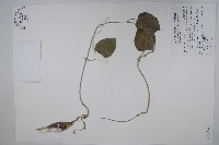 蘭嶼牛皮消、蘭嶼白薇藏品圖，第1張