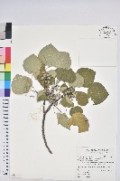 圓葉血桐藏品圖，第1張