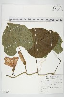 大萼旋花藏品圖，第1張