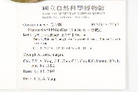 大萼旋花藏品圖，第2張