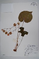 蘭嶼秋海棠藏品圖，第1張