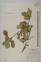 蘭嶼裸實藏品圖，第1張