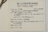 蘭嶼裸實藏品圖，第2張