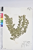 白飯樹藏品圖，第1張