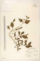 貓腥草藏品圖，第1張