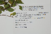 燈稱花、烏雞骨藏品圖，第2張