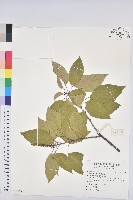 白臼藏品圖，第1張