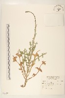 刺萵苣藏品圖，第1張