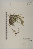 登錄號:S124296藏品圖，第1張