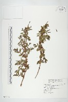 臺灣馬桑藏品圖，第1張