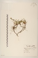 玉山飛蓬藏品圖，第1張