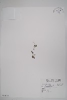 山桔梗藏品圖，第1張