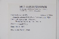 山桔梗藏品圖，第2張