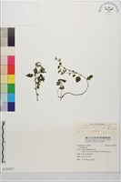 蘭嵌馬藍藏品圖，第2張