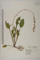 臺灣鬼督郵藏品圖，第1張