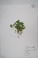 山桔梗藏品圖，第1張