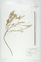 獨行菜藏品圖，第1張