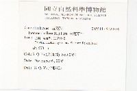 白花牽牛藏品圖，第2張