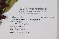 澳洲鴨腳木藏品圖，第2張