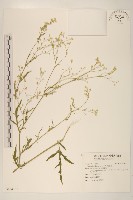 銀膠菊藏品圖，第1張