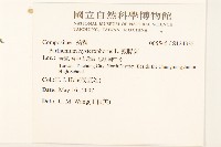 銀膠菊藏品圖，第2張